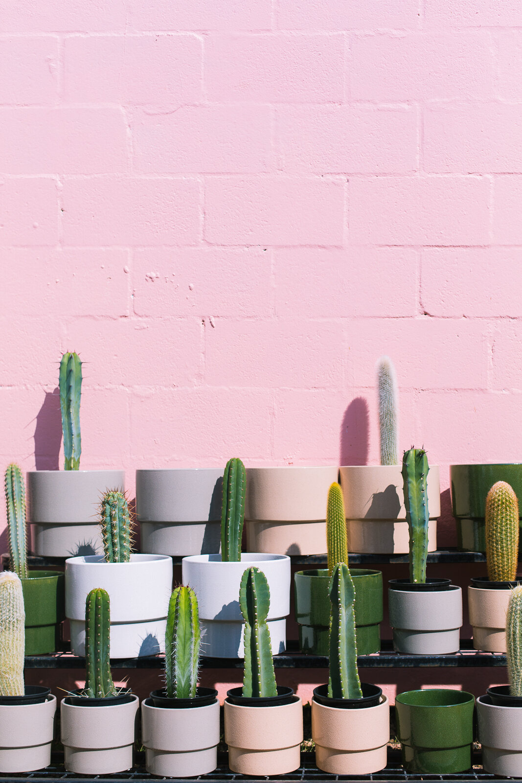 Bright pop of color with pink wall and green cactus plants | Arizona Living, Torquay | Photography by Kristen Turner MacDonald